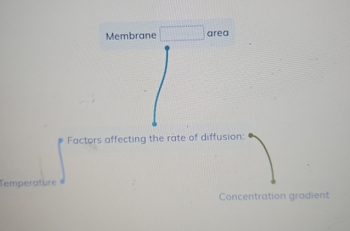 Membrane □ area 
Factors affecting the rate of diffusion: 
Temperature 
Concentration gradient