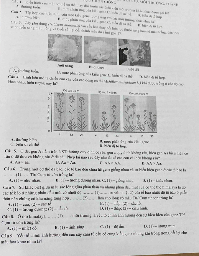 Tựu chộn giống V n Và môi trưởng, thành
Câu 1. Kiểu hình của một cơ thể có thể thay đổi trước các điều kiện môi trường khác nhau được gọi là? D. biến dị tổ hợp.
A. thường biển B. mức phân ứng của kiêu gene C. biến đị cá thể
Câu 2. Tập hợp các kiểu hình của một kiểu gene tương ứng với các môi trường khác nhau là?
A. thường biến. B. mức phân ứng của kiểu gene.C. biến đị cả thể D. biến dị tỗ hợp
Câu 3. Cây phù dung (Hibiscus mutabilis) với sắc hoa thay đổi liên tục (buổi sáng hoa nở màu trắng, đến trưa
sẽ chuyển sang màu hồng và buổi tối lại đổi thành màu đô sảm) gọi là?
i sáng Buổi trưa Buổi tối
A. thường biển B. mức phản ứng của kiễu gene.C. biến dị cá thể. D. biển dị tổ hợp.
Câu 4. Hình bên mô tả chiều cao cây của các dòng có thi (Achillea millefolium L.) khi được trống ở các độ cao
khác nhau, hiện tượng này là?
A. thường biến B. mức phản ứng của kiểu gene.
C. biển dị cá thể. D. biển dị tổ hợp
Câu 5. Ở dê, gen A nằm trên NST thường quy định có râu, gen a quy định không râu, kiểu gen Aa biểu hiện có
râu ở dê đực và không râu ở dê cái. Phép lai nào sau đây cho tắt cả các con cái đều không râu?
A. Aa* aa. B. Aa* Aa. C. AA* AA. D. AA* Aa.
Câu 6. Trong một cơ thể đa bào, các tế bào đều chứa hệ gene giống nhau và sự biểu hiện gene ở các tế bảo là
….… .(1)... .  Từ/ Cụm từ còn trống là?
A. (1) - như nhau. B. (1) — tương đương nhau. C. (1) - giống nhau. D. (1) - khác nhau.
Câu 7. Sự khác biệt giữa màu sắc lông giữa phần thân và những phần đầu mút của cơ thể thỏ himalaya là do
các tế bào ở những phần đầu mút có nhiệt độ ….… .(1)... .... so với nhiệt độ của tế bảo nhiệt độ tế bảo ở phần
thân nên chúng có khả năng tổng hợp ....(2)...... làm cho lông có màu.Từ/ Cụm từ còn trống là?
A. (1) - cao; (2) - sắc tố. B. (1) - thấp; (2) - sắc tố.
C. (1) - tương đương; (2) - sắc tố. D. (1) - thap; (2) - kiểu hinh.
Câu 8. Ở thỏ himalaya, ......(1)...... môi trường là yếu tố chính ảnh hưởng đến sự biểu hiện của gene.Từ/
Cụm từ còn trống là?
A. (1) - nhiệt độ. B. (1) - ánh sáng. C. (1) - độ ẩm. D. (1) - lượng mưa.
Câu 9. Yếu tố chính ảnh hưởng đến các cây cầm tú cầu có cùng kiểu gene nhưng khi trồng trong đất lại cho
màu hoa khác nhau là?