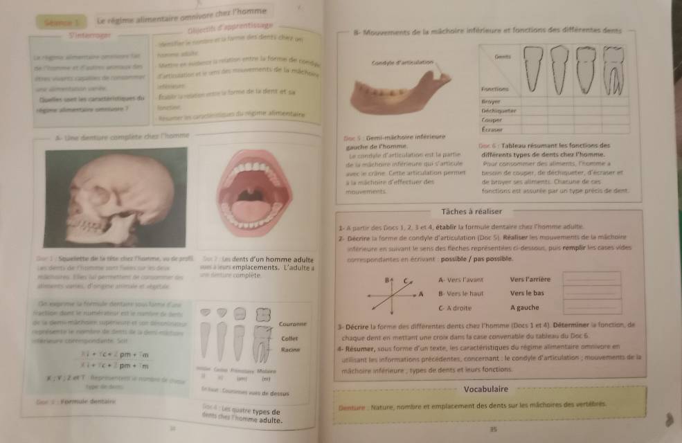 Séance 1 Le régime alimentaire omnivore cher l'homme
Ollectif d apprentissage
Vinterrogar B- Mouvements de la michoire inférieure et fonctions des différentes dents
denstien ln contore et l forme des dients chère un
La réema almentine cmoiimre fat Anmma adute
de l'himme et l'autres anmaux des sre sn iipescn i rélation entre la forme de condae
êtres viarts capalões de consommet d'atisstation et le um des mosuvements de la nlchtire
uns dimentation vanée eféretcns 
Œuelles uset les caractéritiques du Érasée la rélation entse la forme de la dent et sa
égine amestione simeiuore 7 fonesion 
Resamer lo caractónitiques da migimer alimentaire
_
A Uine dienture complète dua l'homme  Soc 5 : Gemi-michoire inférieure
gauche de l'homme.  Gc 6 : Tableau résumant les fonctions des
Le condyle d'articulation est le partie différents types de dents chez l'homme.
de la machoire inférieure qui s'artinule Pour consommer des aliments, l'nomme a
avec le crâne. Cette articulation permet besoin de couper, de déchiqueter, d'écraser et
a la mâchoire d'effectuer des de broyer ses aliments. Charune de ces
mouvements fonctions est assurée par un type précis de dent
Tâches à réaliser
1- A partir des Docs 1, 2. 3 et 4, établir la formule dentaire chez l'homme adulte.
2- Décrire la forme de condyle d'articulation (Doc 5). Réaliser les mouvements de la mâchoire
inférieure en suivant le sens des flèches représentées ci-dessous, puis remplir les cases vides
Sor 1 : Squelette de le têté chez lhomme, vu dr aroß Soc 7 : Les dents d'un homme adulte correspondantes en écrvant : possible / pas possible.
Les dents de lritmme sort laées sur les deue == disture complète  a urs emplacements. L'adulte a
relichares. Ekes 4i permettent de consommer des
B ↑ C
allments varies, d'ongine ahimale et régetale A- Vers lavant Vers l'arrière_
A B- Vers le haut Vers le bas_
Go exprime sa formule dentaire sous fare duns
naction dont le numérateur est le numire de sue C A droite A gauche_
de le demi mâchoin supérinute et son désoninaeue Couranne
regrésente le ngembre de dents de la denl eitin 3- Décrire la forme des différentes dents chez l'homme (Docs 1 et 4). Déterminer la fonction, de
-Férieure corressiondante. Sclf chaque dent en mettant une croix dans la case convenable du tableau du Doc 6
Colfer
Racne 4- Résumer, sous forme d'un texte, les caractéristiques du régime alimentaire omnivore en
31+(c+2pm+7m
usilisant les informations précédentes, concernant : le condyle d'articulation ; mouvements de la
4+4c+2pm+7m =le Camn famaiovy Mater= mâchoire inférieure , types de dents et leurs fonctions
“”! im 1 
X ; V ;Z œ T Representen io numbrs de come En but : Courmes vues de dessus
tpper de dam Vocabulaire
Sor # Formule dentaire
los4 : Les quatre types de
enture : Nature, nombre et emplacement des dents sur les mâchoires des vertèbres.
dents thes I homme adulte.
B