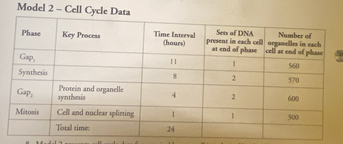 Model 2 - Cell Cycle D
ia