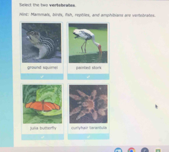 Select the two vertebrates.
Hint: Mammals, birds, fish, reptiles, and amphibians are vertebrates.
ground squirrel painted stork
julia butterfly curlyhair tarantula