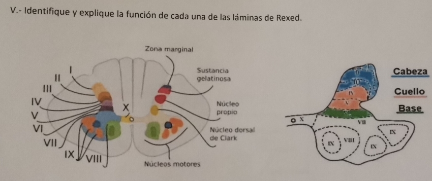 Solved: Identifique y explique la función de cada una de las láminas de ...