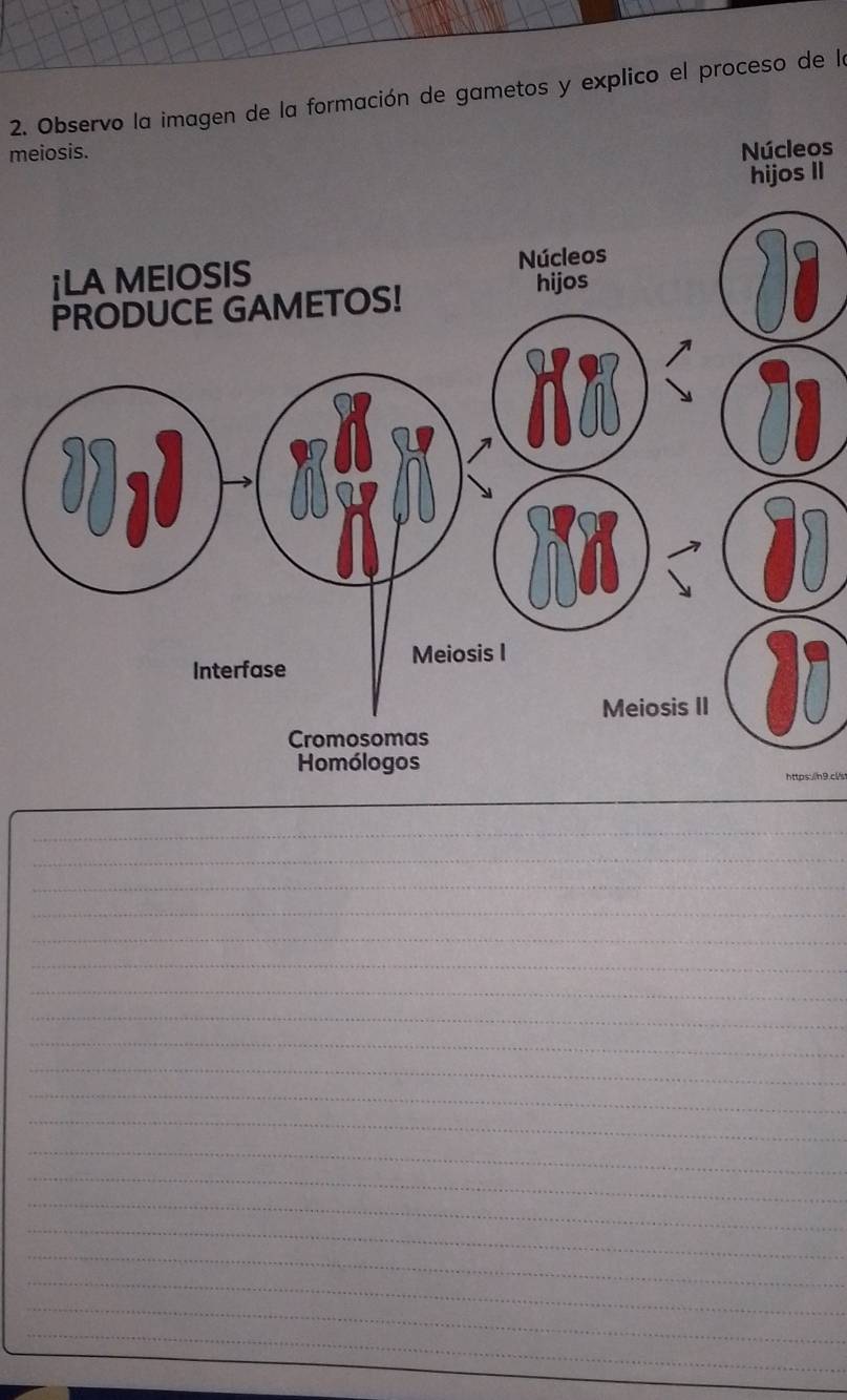 Observo la imagen de la formación de gametos y explico el proceso de la 
meiosis. Núcleos 
hijos II 
httpsh9.c/s 
_ 
_ 
_ 
_ 
_ 
_ 
_ 
_ 
_ 
_ 
_ 
_ 
_ 
_ 
_ 
_ 
_ 
_ 
_ 
_ 
_