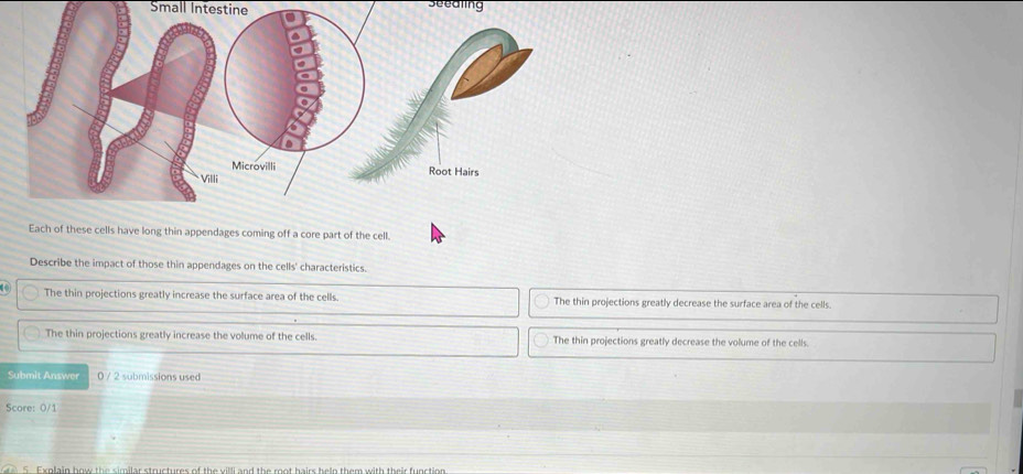 Seealing
Small Intestine
Each of these cells have long thin appendages coming off a core part of the cell.
Describe the impact of those thin appendages on the cells' characteristics.
1 The thin projections greatly increase the surface area of the cells The thin projections greatly decrease the surface area of the cells.
The thin projections greatly increase the volume of the cells The thin projections greatly decrease the volume of the cells.
Submit Answer 0 / 2 submissions used
Score: 0/1
S Explain how the similar structures of the villi and the rot hairs heln them with their function