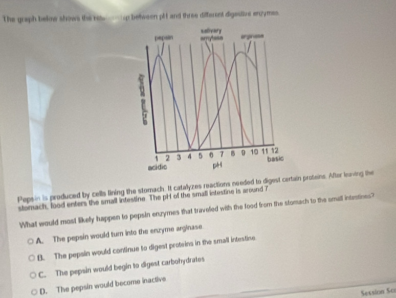 The graph below shows the rete_ hip between pH and three different digastive enzymes.
Pepsin is produced by cells lining the stomach. It catalyzes reactions needed to digest certain proteins. After leaving the
stomach, lood enters the small intestine. The pH of the small intestine is around 7
What would most likely happen to pepsin enzymes that traveled with the food from the stomach to the small intestines?
A. The pepsin would turn into the enzyme arginase.
B. The pepsin would continue to digest proteins in the small intestine
C. The pepsin would begin to digest carbohydrates
D. The pepsin would become inactive
Session Sce