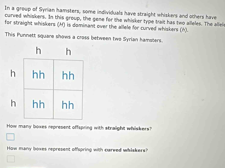 In a group of Syrian hamsters, some individuals have straight whiskers and others have 
curved whiskers. In this group, the gene for the whisker type trait has two alleles. The allele 
for straight whiskers (H) is dominant over the allele for curved whiskers (h). 
This Punnett square shows a cross between two Syrian hamsters. 
How many boxes represent offspring with straight whiskers? 
How many boxes represent offspring with curved whiskers?