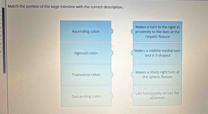 Solved: Match the portion of the large intestine with the correct ...