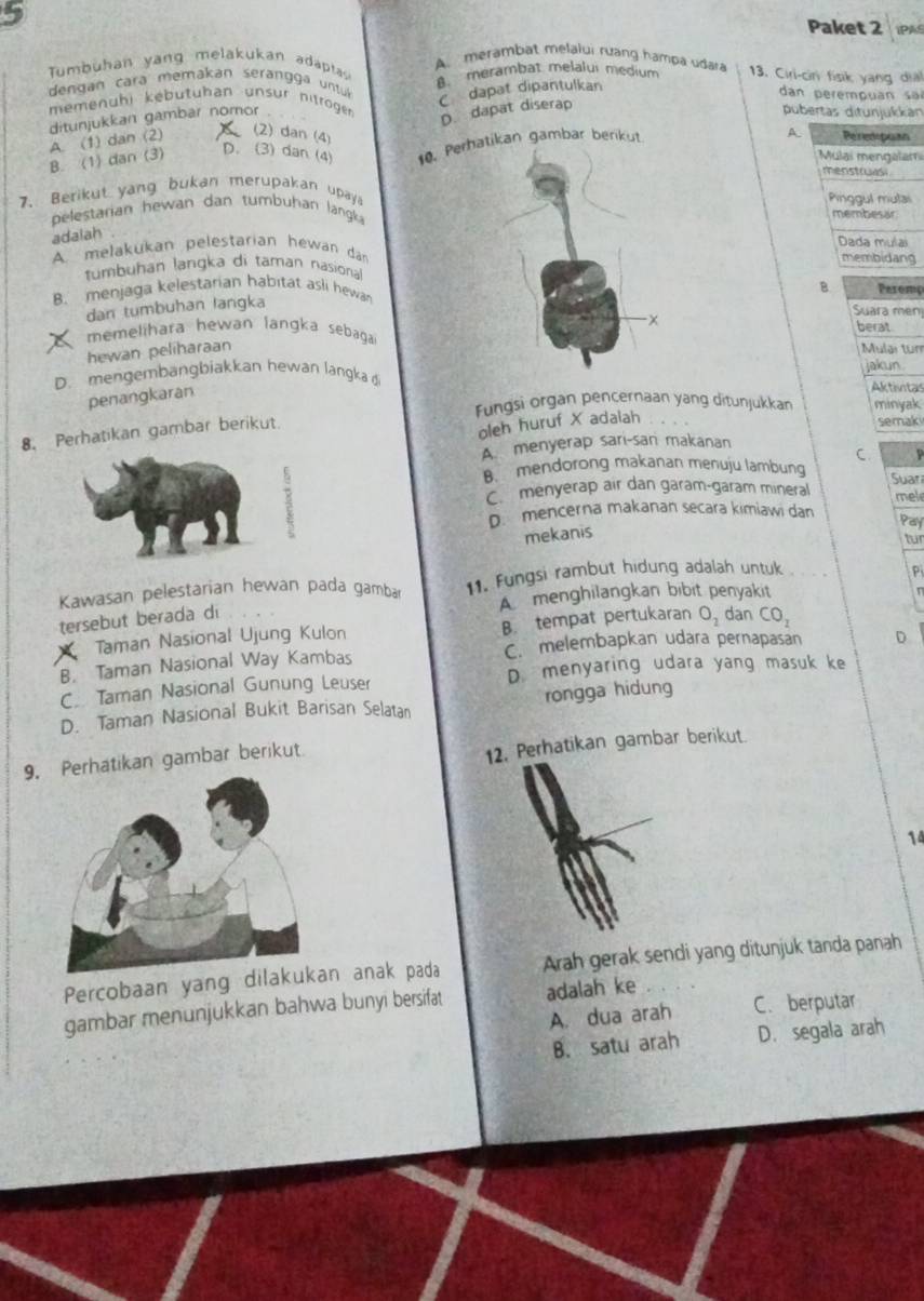 Paket 2 IPAS
A. merambat melalui rưang hampa udara
Tumbuhan yang melakukan adaptas
dengan cara memakan serangga untu 8merambat melalui medium 13. Ciri-cir fisik yang dia!
C dapat dipantulkan
dan perempuan  sai
memenühi kębutuhan unsur nitroger pubertas ditunjukkán
ditunjukkan gambar nomor
(2) dan (4)
B. (1) dan (3) A. (1) dan (2) D. dapat diserap
D. (3) dan (4) 0. Perhatikan gambar berikut
A. Peredpuan
Mulai mengalam
menstruasi
7. Berikut yang bukan merupakan upaya Pinggul mulai
pelestarian hewan dan tumbuhan langk membesar
adalah
Dada mulai
A. melakukan pelestarian hewan dan membidang
tumbuhan langka di taman nasional
B.
B. menjaga kelestarian habitat asli hewan Peremp
dan tumbuhan langka
x
Suara men
memelihara hewan langka sebaga berat   Mulaı tur
hewan peliharaan
D. mengembangbiakkan hewan langka jakun. Aktitas
penangkaran
Fungsi organ pencernaan yang ditunjukkan minyak
8. Perhatikan gambar berikut.
oleh huruf X adalah
semak
A menyerap sari-san makanan
C  p
B. mendorong makanan menuju lambung Suar
C. menyerap air dan garam-garam mineral mel
D. mencerna makanan secara kimiawi dan
Pay
mekanis
tur
Kawasan pelestarian hewan pada gambar 11. Fungsi rambut hidung adalah untuk
P
A menghilangkan bibit penyakit
B. tempat pertukaran   
tersebut berada di O_2 dan CO_2
Taman Nasional Ujung Kulon
B. Taman Nasional Way Kambas C. melembapkan udara pernapasan D
C. Taman Nasional Gunung Leuser D. menyaring udara yang masuk ke
D. Taman Nasional Bukit Barisan Selatan rongga hidung
9.rhatikan gambar berikut
12. Perhatikan gambar berikut
14
Percobaan yang di anak pada Arah gerak sendi yang ditunjuk tanda panah
gambar menunjukkan bahwa bunyi bersifat adalah ke
A. dua arah C. berputar
B. satu arah D. segala arah