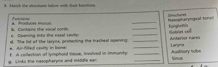 Match the structures below with their functions 
_ 
Structures Nasopharyngeal tonsil 
a. Produces mucus: Functions 
b. Contains the vocal cords _Epiglottis 
c. Opening into the nasal cavity: 
d. The lid of the larynx, protecting the tracheal opening: _Goblet cell 
e. Air-filled cavity in bone: __Larynx Anterior nares 
f. A collection of lymphoid tissue, involved in immunity: _Auditory tube 
g. Links the nasopharynx and middle ear: _Sinus