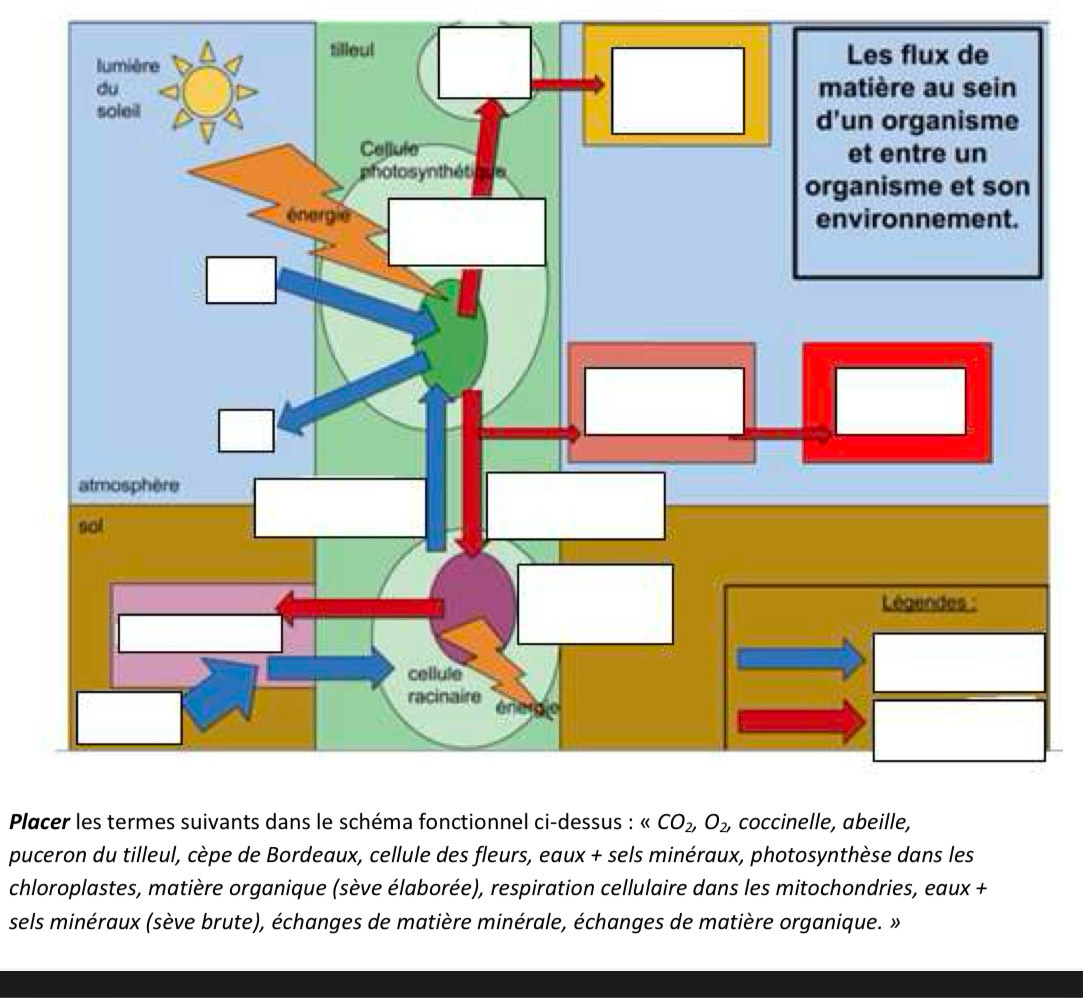 Placer les termes suivants dans le schéma fonctionnel ci-dessus :
puceron du tilleul, cèpe de Bordeaux, cellule des fleurs, eaux + sels minéraux, photosynthèse dans les
chloroplastes, matière organique (sève élaborée), respiration cellulaire dans les mitochondries, eaux +
sels minéraux (sève brute), échanges de matière minérale, échanges de matière organique. »
