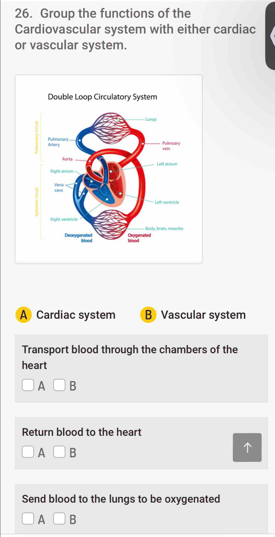 Group the functions of the 
Cardiovascular system with either cardiac 
or vascular system. 
A Cardiac system B Vascular system 
Transport blood through the chambers of the 
heart 
A 
Return blood to the heart 
A b 
Send blood to the lungs to be oxygenated 
A