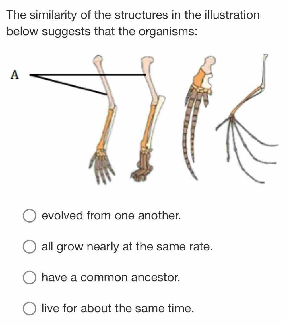 The similarity of the structures in the illustration
below suggests that the organisms:
evolved from one another.
all grow nearly at the same rate.
have a common ancestor.
live for about the same time.