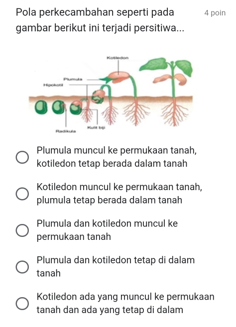 Pola perkecambahan seperti pada 4 poin
gambar berikut ini terjadi persitiwa...
Plumula muncul ke permukaan tanah,
kotiledon tetap berada dalam tanah
Kotiledon muncul ke permukaan tanah,
plumula tetap berada dalam tanah
Plumula dan kotiledon muncul ke
permukaan tanah
Plumula dan kotiledon tetap di dalam
tanah
Kotiledon ada yang muncul ke permukaan
tanah dan ada yang tetap di dalam