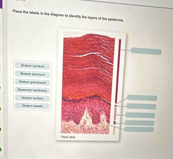 Solved: Place the labels in the diagram to identify the layers of the ...