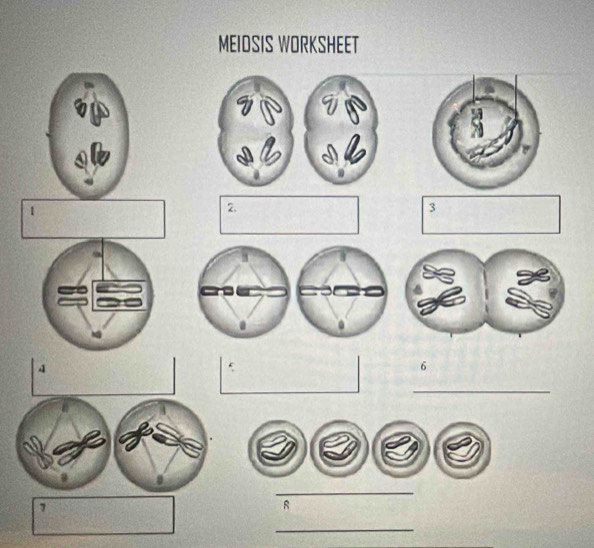 MEIOSIS WORKSHEET 
1 
2 
3 
4 
5 
6 
_ 
_ 
7 
8 
_