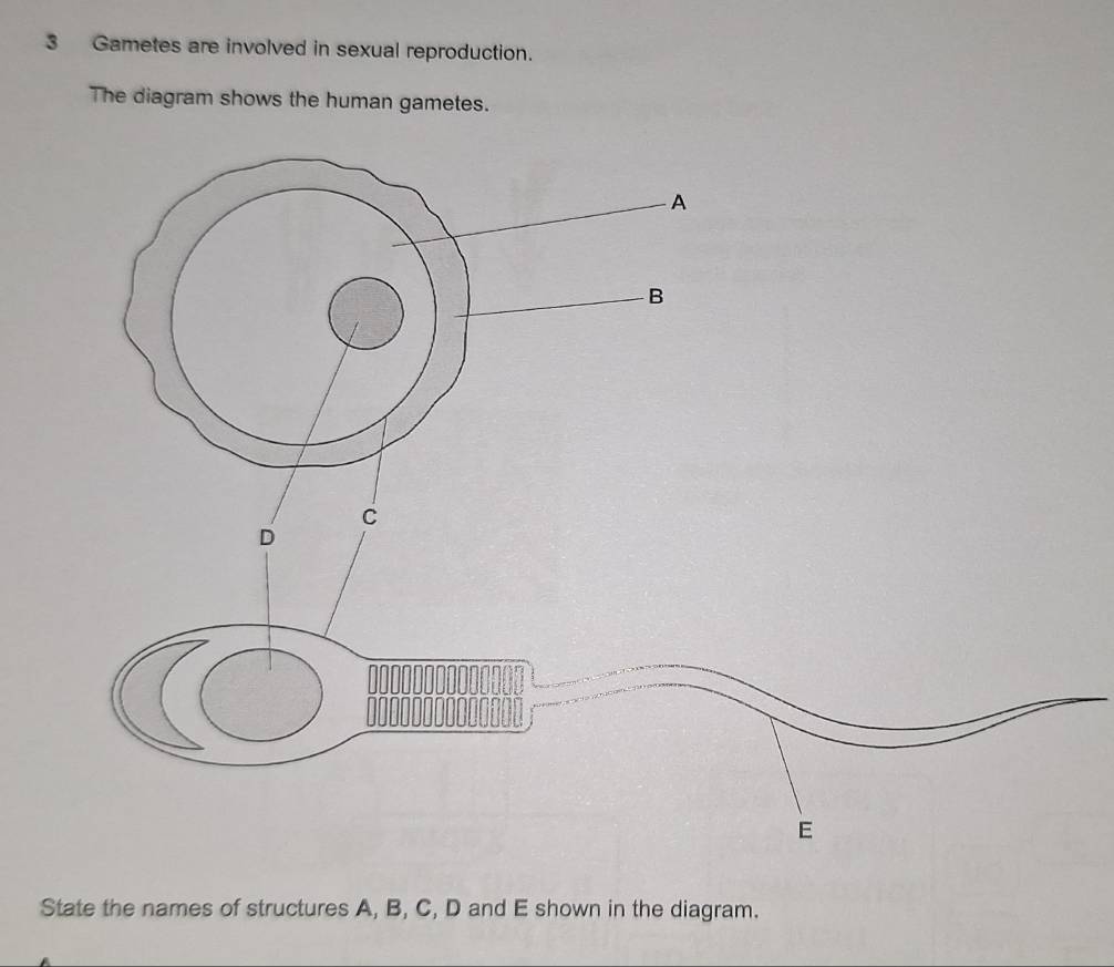 Gametes are involved in sexual reproduction. 
The diagram shows the human gametes.
E
State the names of structures A, B, C, D and E shown in the diagram.