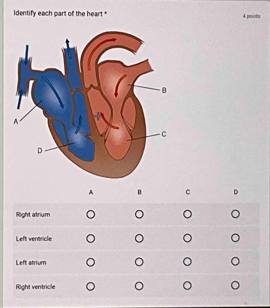 Identify each part of the heart * 4 points