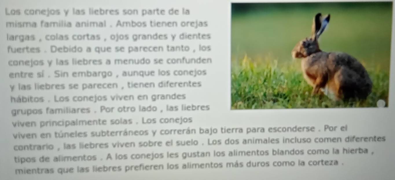 Los conejos y las liebres son parte de la 
misma familia animal . Ambos tienen orejas 
largas , colas cortas , ojos grandes y dientes 
fuertes . Debido a que se parecen tanto , los 
conejos y las liebres a menudo se confunden 
entre sí . Sin embargo , aunque los conejos 
y las liebres se parecen , tienen diferentes 
hábitos . Los conejos viven en grandes 
grupos familiares . Por otro lado , las liebres 
viven principalmente solas . Los conejos 
viven en túneles subterráneos y correrán bajo tierra para esconderse . Por el 
contrario , las liebres viven sobre el suelo . Los dos animales incluso comen diferentes 
tipos de alimentos . A los conejos les gustan los alimentos blandos como la hierba , 
mientras que las liebres prefieren los alimentos más duros como la corteza .