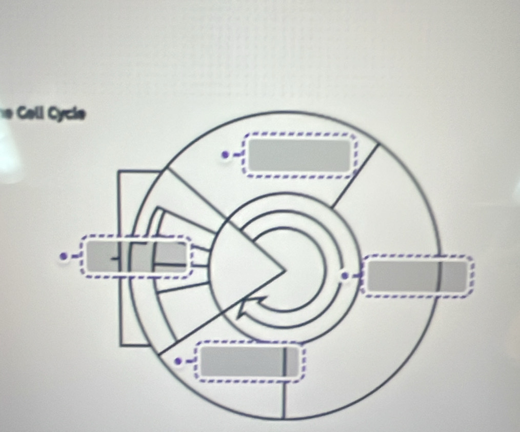 Cell Cycie