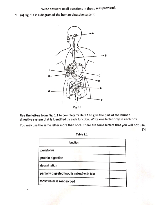 Write answers to all questions in the spaces provided. 
1 (a) Fig. 1.1 is a diagram of the human digestive system: 
Use the letters from Fig. 1.1 to complete Table 1.1 to give the part of the human 
digestive system that is identified by each function. Write one letter only in each box. 
You may use the same letter more than once. There are some letters that you will not use. 
[5] 
Table 1.1