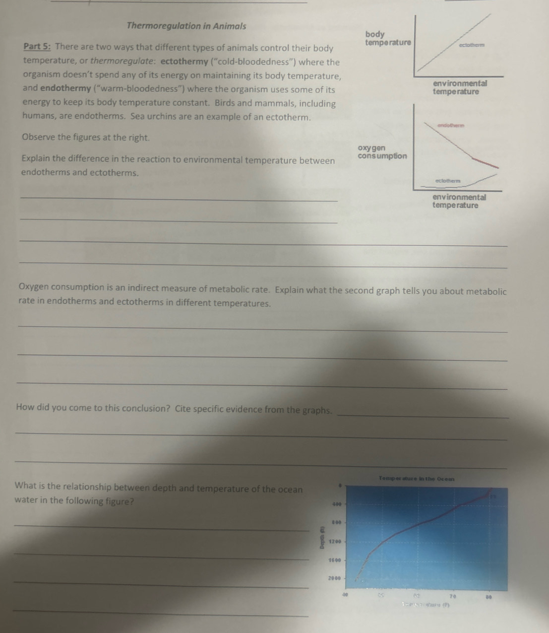 Thermoregulation in Animals 
Part 5: There are two ways that different types of animals control their body 
temperature, or thermoregulate: ectothermy (“cold-bloodedness”) where the 
organism doesn’t spend any of its energy on maintaining its body temperature, 
and endothermy (“warm-bloodedness”) where the organism uses some of its 
energy to keep its body temperature constant. Birds and mammals, including 
humans, are endotherms. Sea urchins are an example of an ectotherm. 
endotherm 
Observe the figures at the right. 
oxygen 
Explain the difference in the reaction to environmental temperature between cons umption 
endotherms and ectotherms. eclotherm 
_ 
environmental 
temperature 
_ 
_ 
_ 
Oxygen consumption is an indirect measure of metabolic rate. Explain what the second graph tells you about metabolic 
rate in endotherms and ectotherms in different temperatures. 
_ 
_ 
_ 
_ 
How did you come to this conclusion? Cite specific evidence from the graphs. 
_ 
_ 
Tempersture in the Ocean 
What is the relationship between depth and temperature of the ocean 
water in the following figure? 400
_ 
...
1200
_
1600
_
2000
40
70 80
_ 
To e o quru (P)