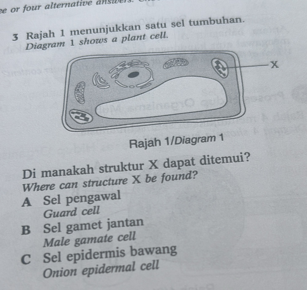 or four alternative answer
3 Rajah 1 menunjukkan satu sel tumbuhan.
Diagram 1 shows a plant cell.
Rajah 1/Diagram 
Di manakah struktur X dapat ditemui?
Where can structure X be found?
A Sel pengawal
Guard cell
B Sel gamet jantan
Male gamate cell
C Sel epidermis bawang
Onion epidermal cell