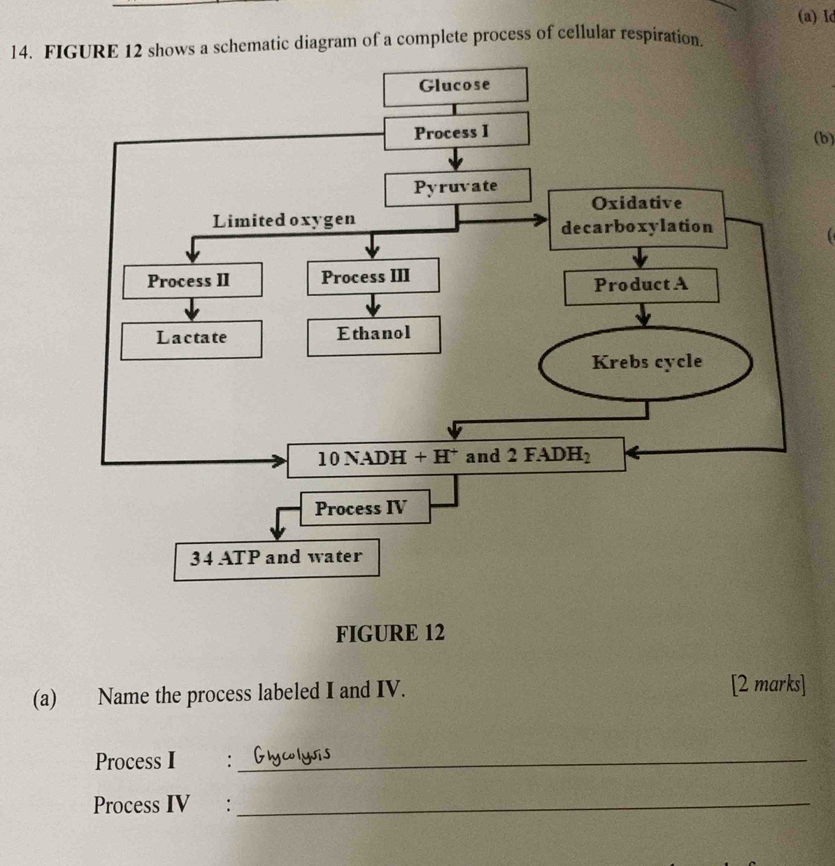 Id
14. FIGURE 12 shows a schematic diagram of a complete process of cellular respiration.
(b)

FIGURE 12
(a) Name the process labeled I and IV.
[2 marks]
Process I :_
Process IV :_