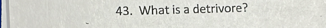 What is a detrivore?