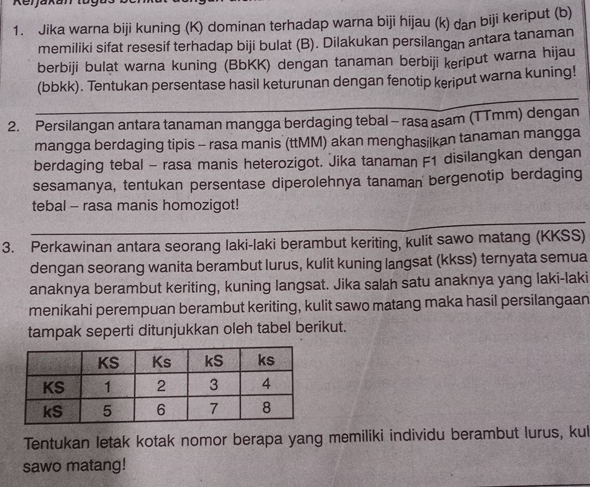 Rerjakan tóg 
1. Jika warna biji kuning (K) dominan terhadap warna biji hijau (k) dan biji keriput (b) 
memiliki sifat resesif terhadap biji bulat (B). Dilakukan persilangan antara tanaman 
berbiji buląt warna kuning (BbKK) dengan tanaman berbiji keriput warna hijau 
(bbkk). Tentukan persentase hasil keturunan dengan fenotip keriput warna kuning! 
_ 
_ 
2. Persilangan antara tanaman mangga berdaging tebal - rasa asam (TTmm) dengan 
mangga berdaging tipis - rasa manis (ttMM) akan menghasilkan tanaman mangga 
berdaging tebal - rasa manis heterozigot. Jika tanaman F1 disilangkan dengan 
sesamanya, tentukan persentase diperolehnya tanaman bergenotip berdaging 
tebal - rasa manis homozigot! 
_ 
3. Perkawinan antara seorang laki-laki berambut keriting, kulit sawo matang (KKSS) 
dengan seorang wanita berambut lurus, kulit kuning langsat (kkss) ternyata semua 
anaknya berambut keriting, kuning langsat. Jika salah satu anaknya yang laki-laki 
menikahi perempuan berambut keriting, kulit sawo matang maka hasil persilangaan 
tampak seperti ditunjukkan oleh tabel berikut. 
Tentukan letak kotak nomor berapa yang memiliki individu berambut lurus, kul 
sawo matang!