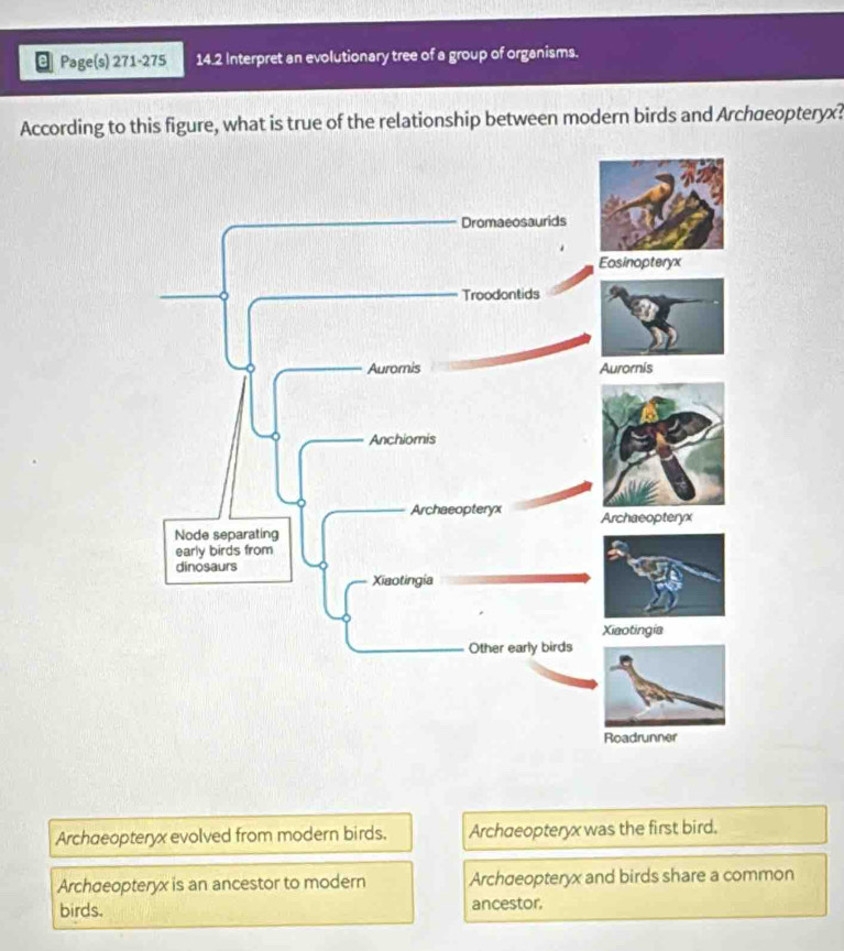 Page(s) 271-275 14.2 Interpret an evolutionary tree of a group of organisms.
According to this figure, what is true of the relationship between modern birds and Archσeopteryx?
Archaeopteryx evolved from modern birds. Archaeopteryx was the first bird.
Archaeopteryx is an ancestor to modern Archaeopteryx and birds share a common
birds. ancestor.