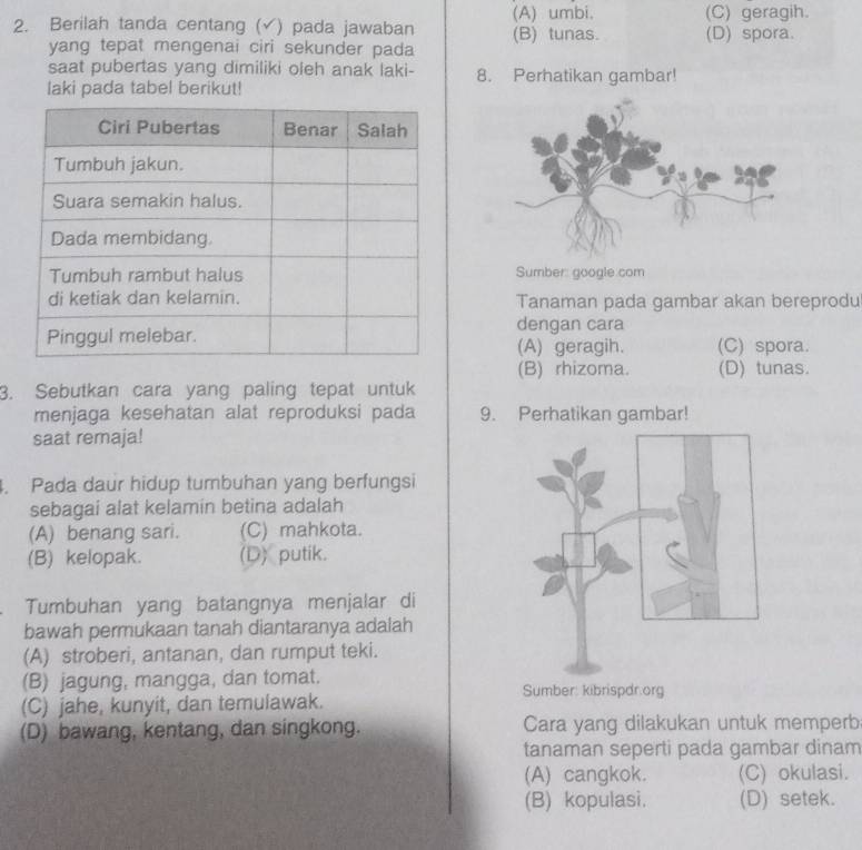 (A) umbi. (C) geragih.
2. Berilah tanda centang (√) pada jawaban (B) tunas. (D) spora.
yang tepat mengenai ciri sekunder pada
saat pubertas yang dimiliki oleh anak laki- 8. Perhatikan gambar!
laki pada tabel berikut!
Sumber: google com
Tanaman pada gambar akan bereprodu
dengan cara
(A) geragih. (C) spora.
(B) rhizoma. (D) tunas.
3. Sebutkan cara yang paling tepat untuk
menjaga kesehatan alat reproduksi pada 9. Perhatikan gambar!
saat remaja!
4. Pada daur hidup tumbuhan yang berfungsi
sebagai alat kelamin betina adalah
(A) benang sari. (C) mahkota.
(B) kelopak. (D) putik.
Tumbuhan yang batangnya menjalar di
bawah permukaan tanah diantaranya adalah
(A) stroberi, antanan, dan rumput teki.
(B) jagung, mangga, dan tomat. Sumber: kibrispdr.org
(C) jahe, kunyit, dan temulawak.
(D) bawang, kentang, dan singkong. Cara yang dilakukan untuk memperb
tanaman seperti pada gambar dinam
(A) cangkok. (C) okulasi.
(B) kopulasi. (D) setek.