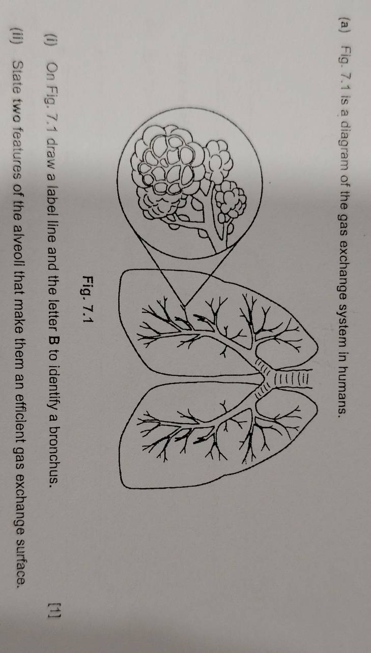 Fig. 7.1 is a diagram of the gas exchange system in humans. 
Fig. 7.1 
(i) On Fig. 7.1 draw a label line and the letter B to identify a bronchus. [1] 
(ii) State two features of the alveoli that make them an efficient gas exchange surface.