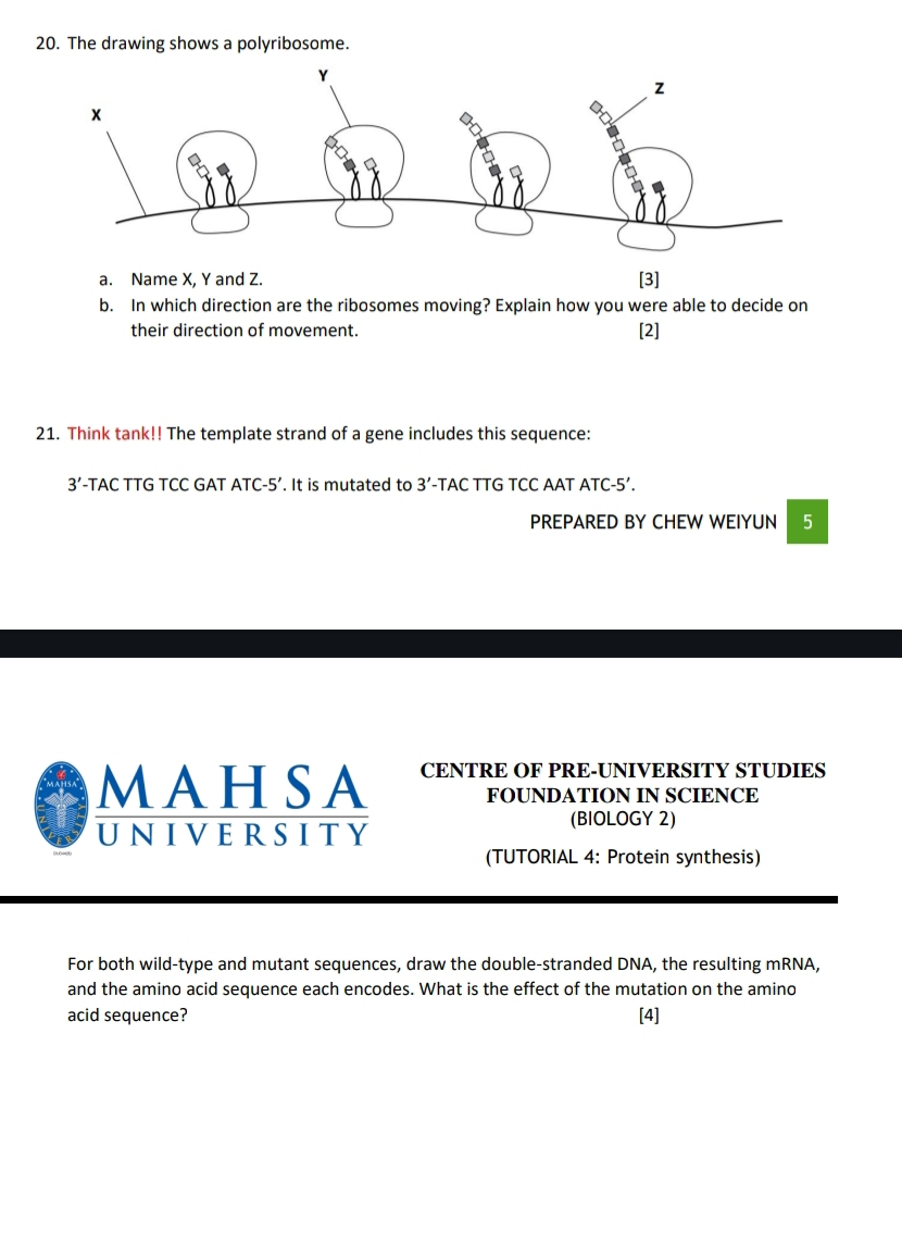 The drawing shows a polyribosome. 
a. Name X, Y and Z. 
[3] 
b. In which direction are the ribosomes moving? Explain how you were able to decide on 
their direction of movement. 
[2] 
21. Think tank!! The template strand of a gene includes this sequence: 
3’-TAC TTG TCC GAT ATC-5’. It is mutated to 3' -TAC TTG TCC AAT ATC-5’. 
PREPARED BY CHEW WEIYUN 5 
MAHSA CENTRE OF PRE-UNIVERSITY STUDIES 
FOUNDATION IN SCIENCE 
UNIVERSITY 
(BIOLOGY 2) 
(TUTORIAL 4: Protein synthesis) 
For both wild-type and mutant sequences, draw the double-stranded DNA, the resulting mRNA, 
and the amino acid sequence each encodes. What is the effect of the mutation on the amino 
acid sequence? [4]