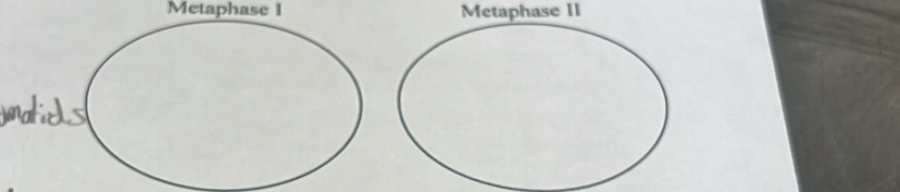 Metaphase I Metaphase II