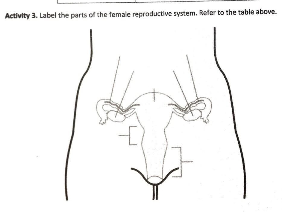 Activity 3. Label the parts of the female reproductive system. Refer to the table above.