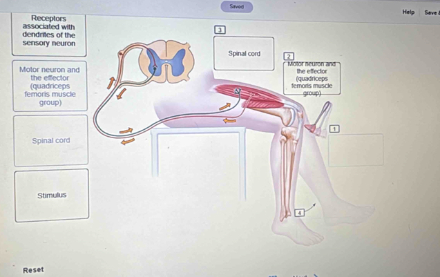 Saved Help Save 
Receptors 
associated with 
dendrites of the 
sensory neuron 
Motor neuron and 
the effector 
(quadriceps 
femoris muscle 
group) 
Spinal cord 
Stimulus 
Reset