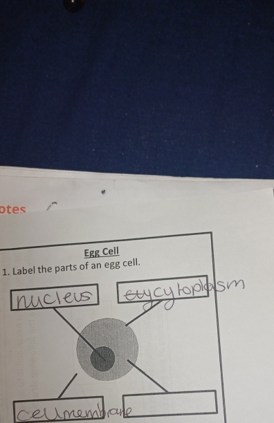 otes 
1. Label the parts of an egg cell.