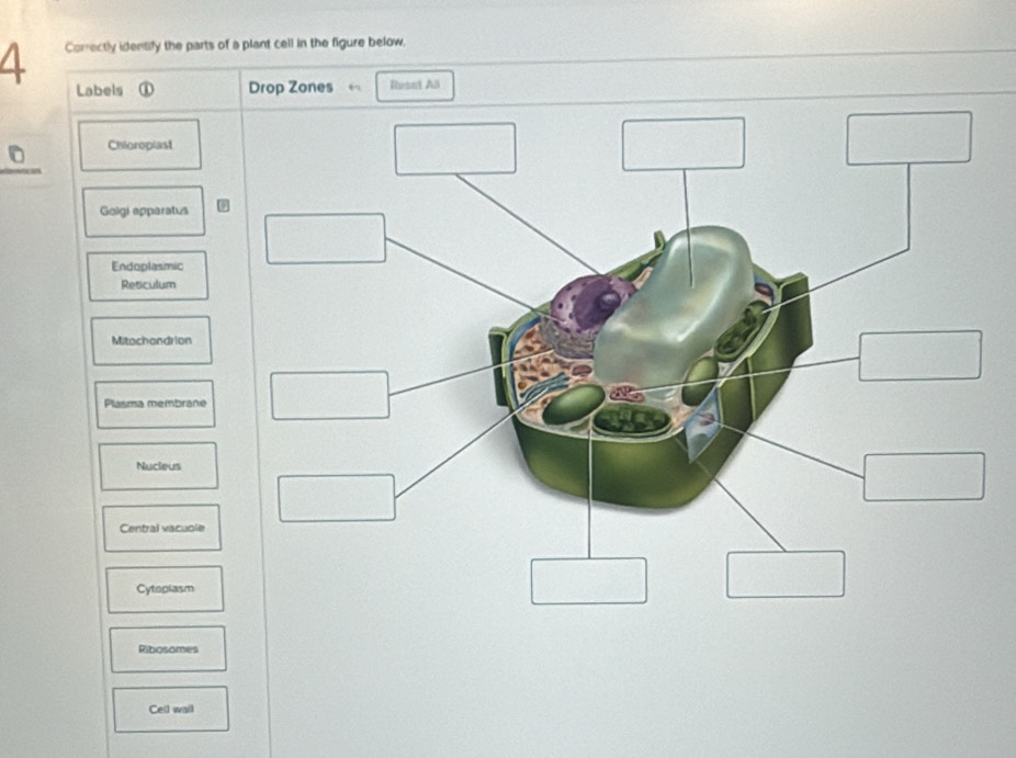Solved: Correctly identify the parts of a plant cell in the figure ...