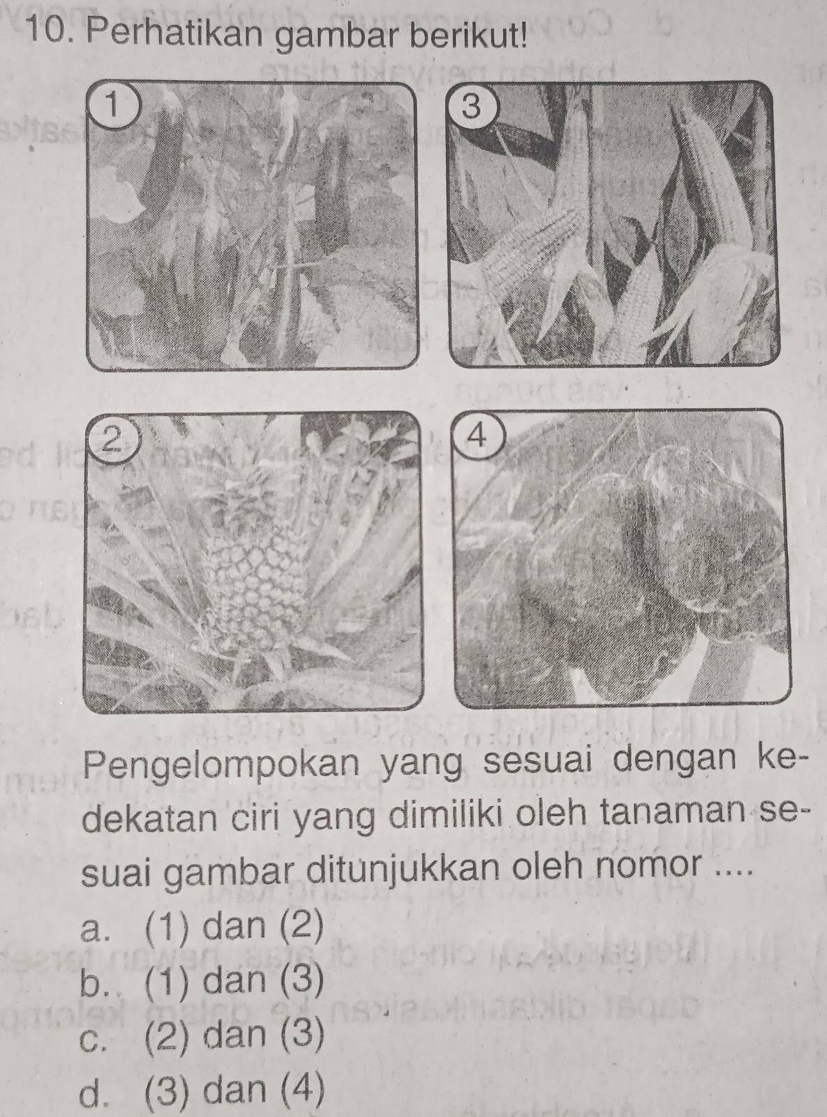 Perhatikan gambar berikut!
Pengelompokan yang sesuai dengan ke-
dekatan ciri yang dimiliki oleh tanaman se-
suai gambar ditunjukkan oleh nomor ....
a. (1) dan (2)
b. (1) dan (3)
c. (2) dan (3)
d. (3) dan (4)