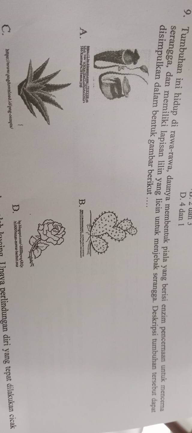 2 dan3
D. 4 dan 1
9. Tumbuhan ini hidup di rawa-rawa, daunya membentuk piala yang berisi enzim pencernaan untuk mencerna
serangga, dan memiliki lapisan lilin yang licin untuk menjebak serangga. Deskripsi tumbuhan tersebut dapat
disimpulkan dalam bentuk gambar berikut ....
A.
:/b.bg.blogroot.comc7WT2
B.
bp.blogspot.com/-10HBqwaARQc
D. 3100 bunga mwar berduri, prja
C. htps://www.pngdownload.id/png-osmpt/
ming Upaya perlindungan diri yang tepat dilakukan cicak