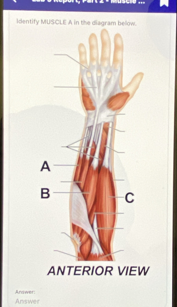 Muscie ... 
ldentify MUSCLE A in 
Answer: 
Answer