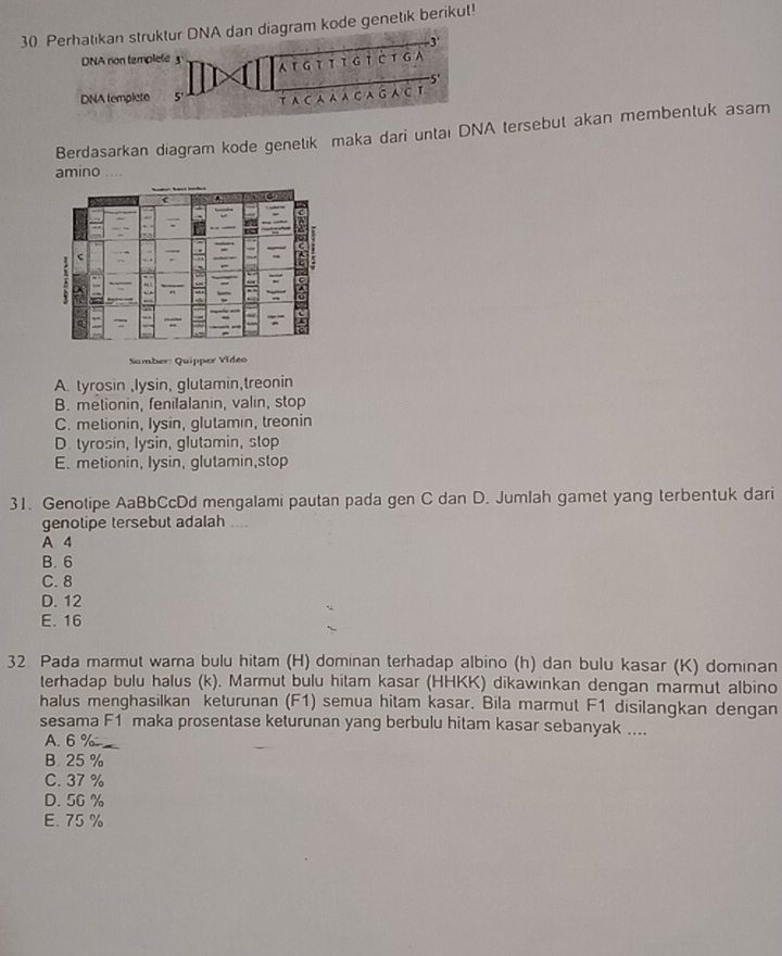 kode genetik berikut!
Berdasarkan diagram kode genetik maka dari untai DNA tersebut akan membentuk asam
amino
Samber: Quipper Vídeo
A. tyrosin ,lysin, glutamin,treonin
B. metionin, fenilalanin, valin, stop
C. metionin, Iysin, glutamin, treonin
D. tyrosin, Iysin, glutamin, stop
E. metionin, Iysin, glutamin,stop
31. Genotipe AaBbCcDd mengalami pautan pada gen C dan D. Jumlah gamet yang terbentuk dari
genotipe tersebut adalah ....
A 4
B. 6
C. 8
D. 12
E. 16
32 Pada marmut warna bulu hitam (H) dominan terhadap albino (h) dan bulu kasar (K) dominan
terhadap bulu halus (k). Marmut bulu hitam kasar (HHKK) dikawinkan dengan marmut albino
halus menghasilkan keturunan (F1) semua hitam kasar. Bila marmut F1 disilangkan dengan
sesama F1 maka prosentase keturunan yang berbulu hitam kasar sebanyak ....
A. 6 %
B. 25 %
C. 37 %
D. 56 %
E. 75 %