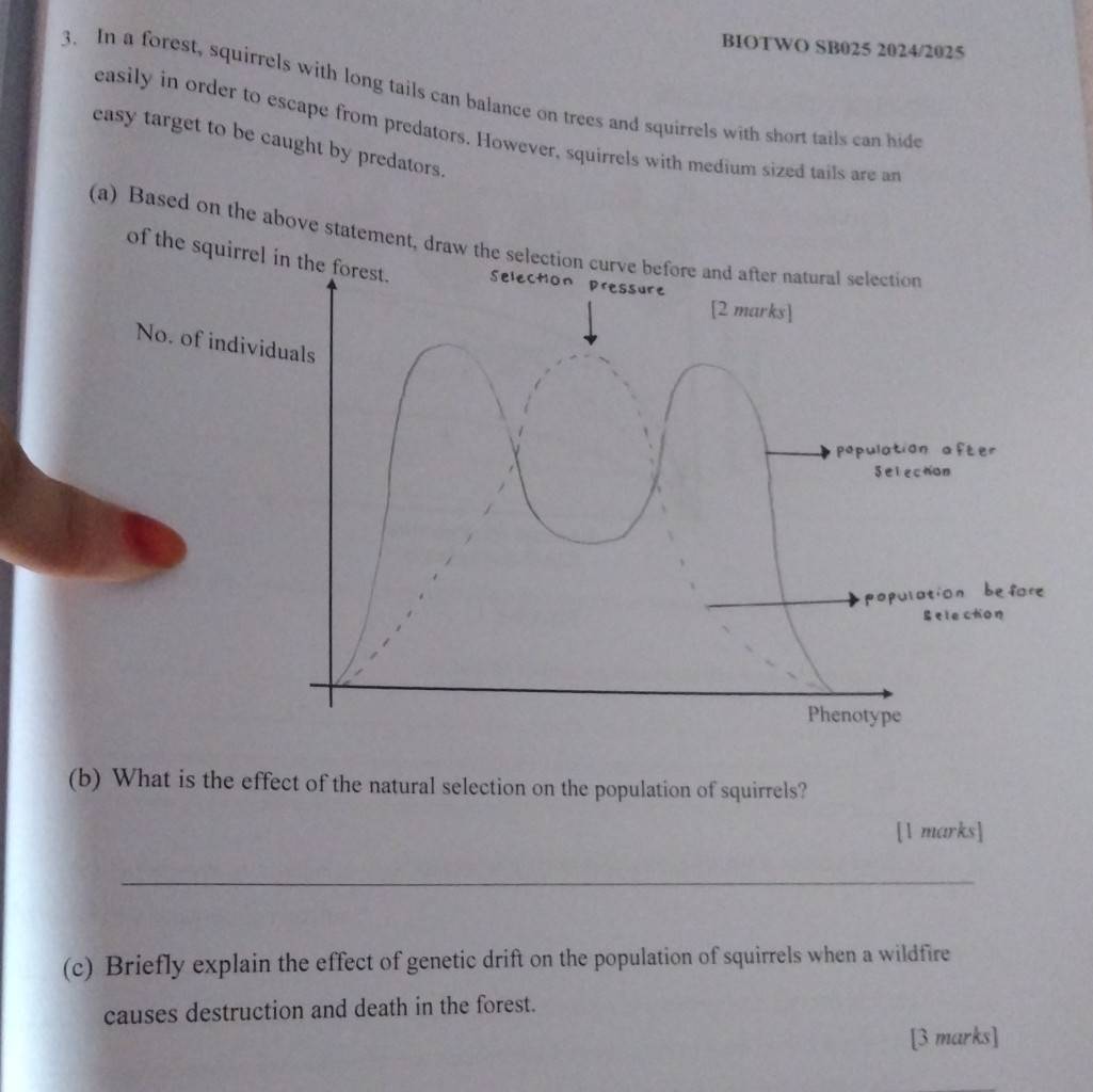 BIOTWO SB025 2024/2025 
3. In a forest, squirrels with long tails can balance on trees and squirrels with short tails can hide 
easily in order to escape from predators. However, squirrels with medium sized tails are an 
easy target to be caught by predators. 
(a) Based on the abov 
(b) What is the effect of the natural selection on the population of squirrels? 
[1 marks] 
_ 
(c) Briefly explain the effect of genetic drift on the population of squirrels when a wildfire 
causes destruction and death in the forest. 
[3 marks]