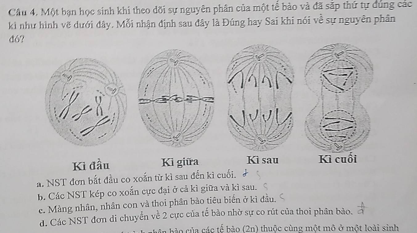 Câu 4, Một bạn học sinh khi theo dõi sự nguyên phân của một tế bào và đã sắp thứ tự đúng các
ki như hình vẽ dưới đây. Mỗi nhận định sau đây là Đúng hay Sai khi nói về sự nguyên phân
đó?
Ki đầu Kì giữa
a. NST đơn bắt đầu co xoắn từ kì sau đến kì cuối.
b. Các NST kép co xoắn cực đại ở cả kì giữa và kì sau.
c. Màng nhân, nhân con và thoi phân bào tiêu biến ở kì đầu.
d. Các NST đơn di chuyển về 2 cực của tế bào nhờ sự co rút của thoi phân bào.
bào ủa các tế bào (2n) thuộc cùng một mô ở một loài sinh