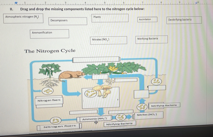 Drag and drop the missing components listed here to the nitrogen cycle below:
Atmospheric nitrogen (Nậ) Plants Assimilation Denitrifying bacteria
Decomposers
Ammonification
Nitrates (NO_3^-) Nitrifying Bacteria
The Nitrogen Cycle