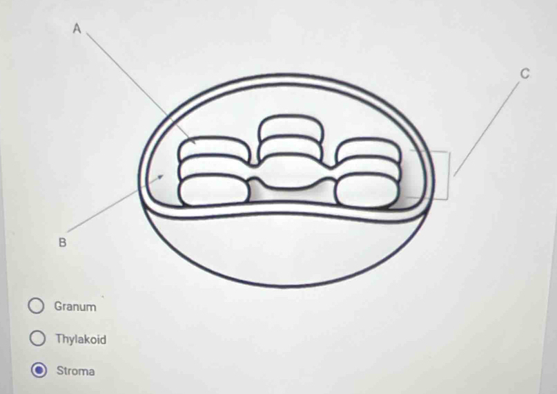 Granum
Thylakoid
Stroma