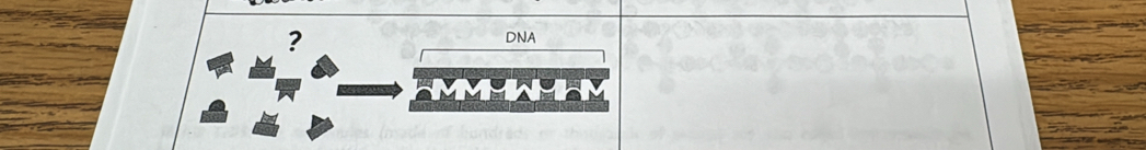 ? 
DNA 
a 
MMY