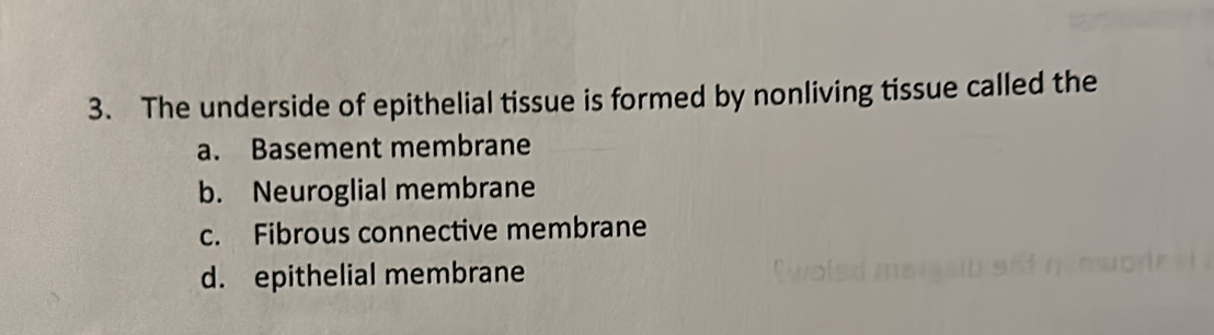 The underside of epithelial tissue is formed by nonliving tissue called the
a. Basement membrane
b. Neuroglial membrane
c. Fibrous connective membrane
d. epithelial membrane