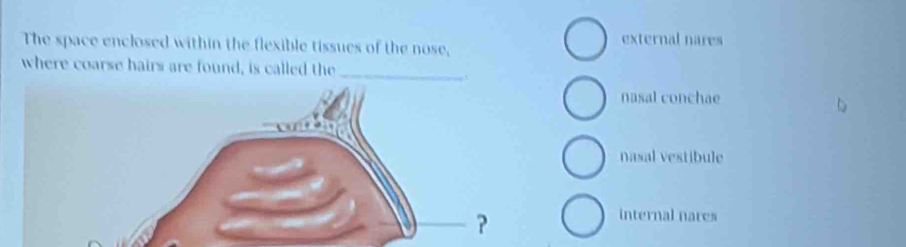 The space enclosed within the flexible tissues of the nose, external nares
where coarse hairs are found, is called the_
,
nasal conchae
nasal vestibule
internal nares