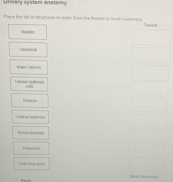 Solved: Urinary system anatomy Place the list of structures in order ...